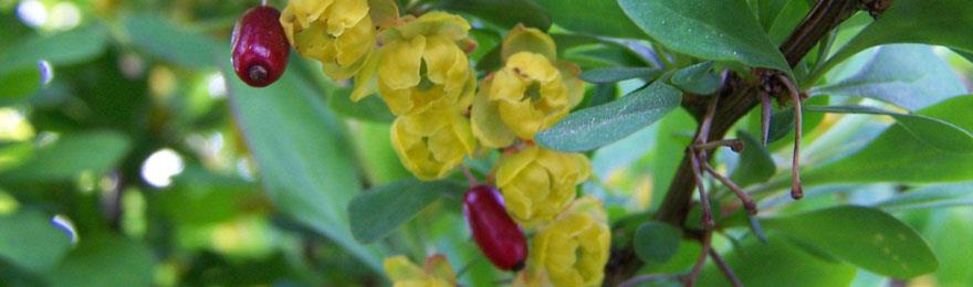 塩酸ベルベリン1 Berberine Hydrochloride